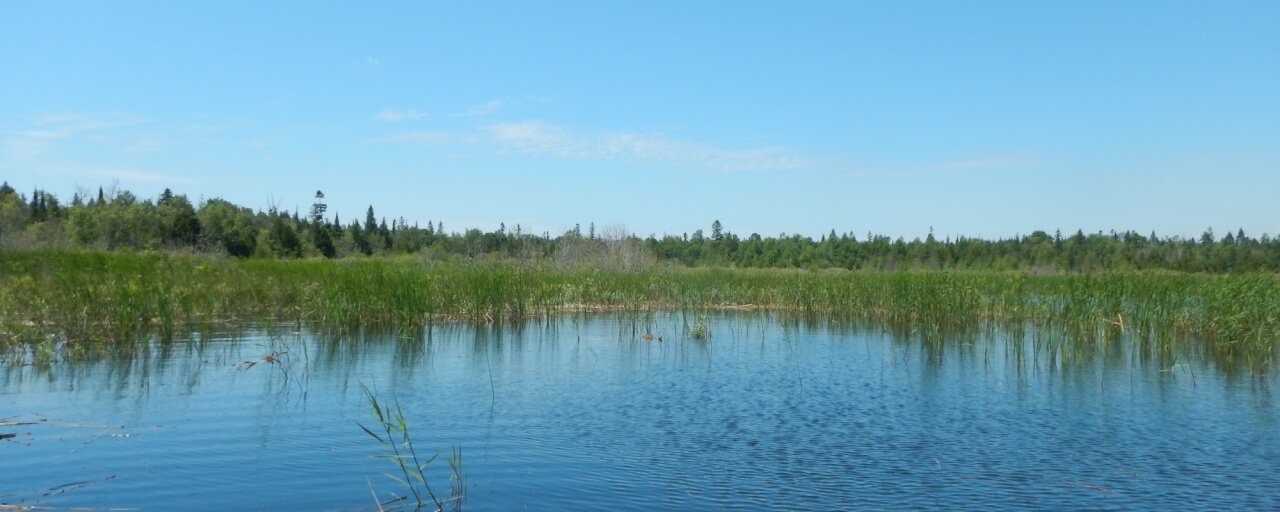 great lakes wetland